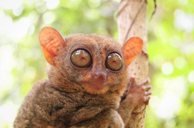 Filipinlerde tarsier tropikal orman 