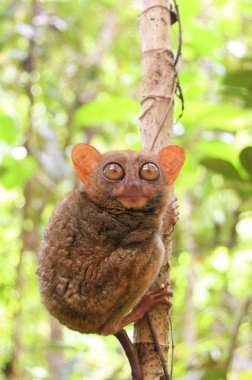 Filipinlerde tarsier tropikal orman 