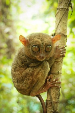 phillipine tarsier in tropical forest  clipart