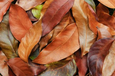 Brown ile yapılan arka plan yapraklar