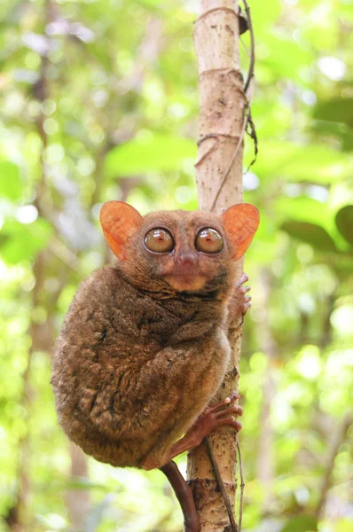 Tarsier fillipina na floresta tropical — Fotografia de Stock