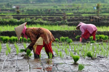 Ciamis, Endonezya - 14 Nisan 2019: Endonezyalı kadın çiftçi pirinç tarlası, Ciamis, Batı Java - Endonezya