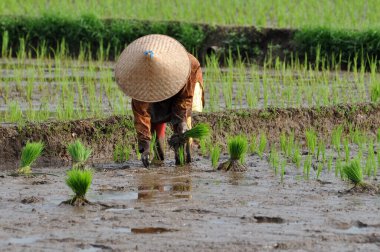 Ciamis, Endonezya - 14 Nisan 2019: Endonezyalı kadın çiftçi pirinç tarlası, Ciamis, Batı Java - Endonezya