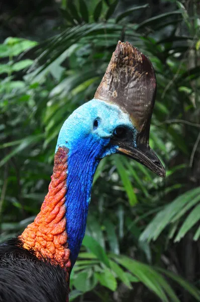 Close Cassowary Bird Nature Outdoor — Stock fotografie