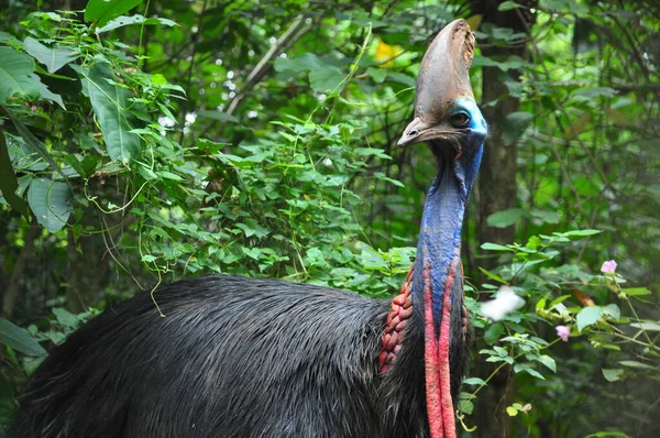 Gros Plan Casoar Oiseau Nature Extérieur — Photo