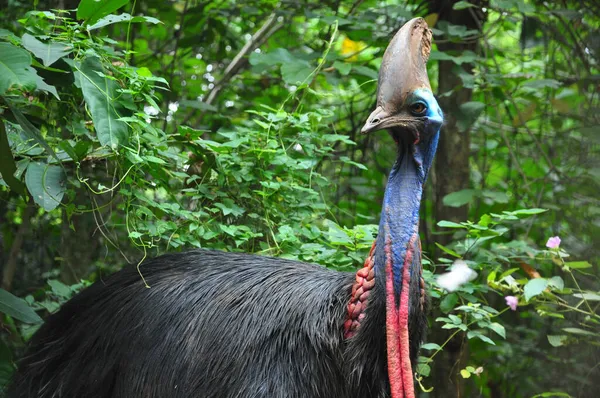 Zbliżenie Cassowary Ptak Natura Zewnątrz Zdjęcia Stockowe bez tantiem