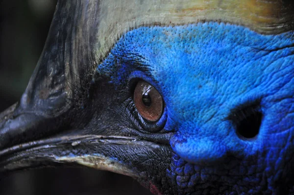 Close Cassowary Bird Nature Outdoor — Stock fotografie