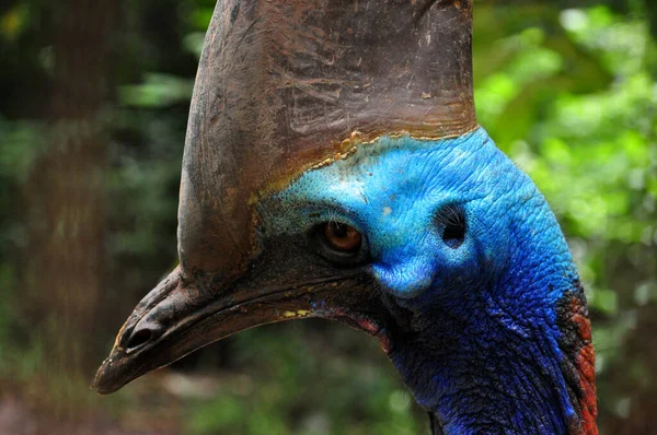 Close Cassowary Bird Nature Outdoor — Stock fotografie