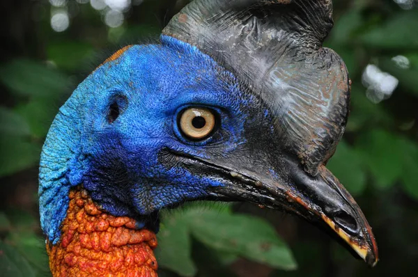 Close Cassowary Bird Nature Outdoor — Stock fotografie