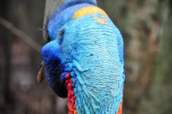 Gros Plan Casoar Oiseau Nature Extérieur — Photo