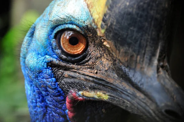 Close Cassowary Bird Nature Outdoor — Stock fotografie