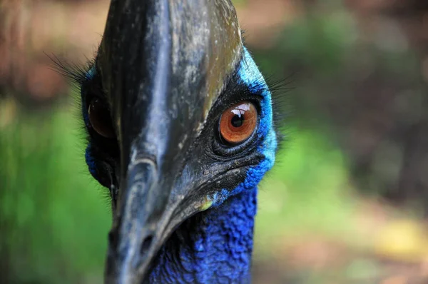 Gros Plan Casoar Oiseau Nature Extérieur — Photo