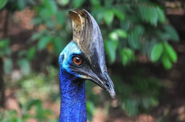 Close Cassowary Pássaro Natureza Livre — Fotografia de Stock