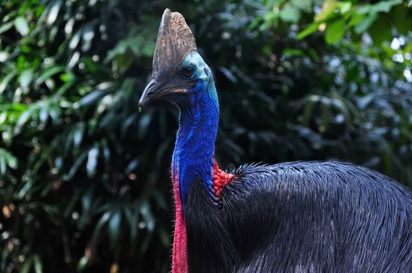 Close Cassowary Bird Nature Outdoor — Stock fotografie