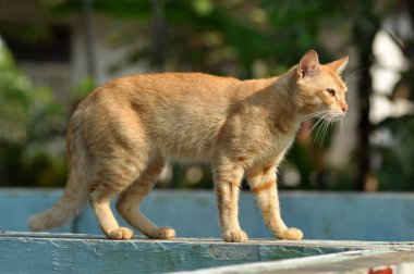 Dışarıdaki sarı evcil kediyi kapat.