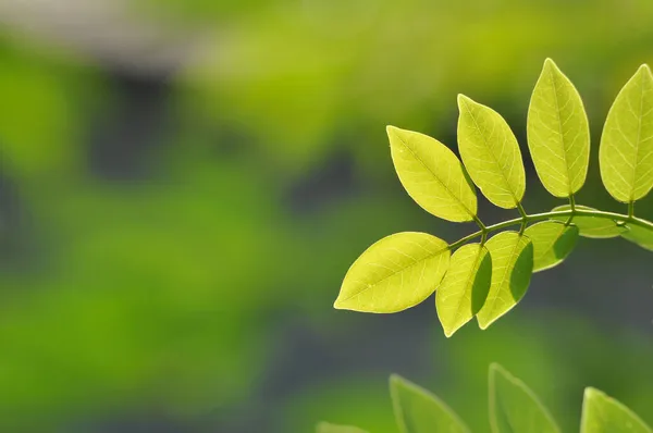 Молодые Зеленые Листья Подсветкой Утрам — стоковое фото