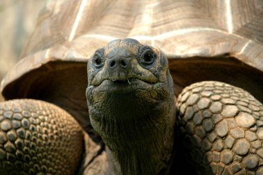 Yeşil çimenlikteki Galapagos kaplumbağalarına yaklaş. Galapagos Adaları 'nın yedi tanesinin yerlisidir. Kabuk boyutu ve şekli populasyonlar arasında farklılık gösterir.