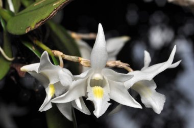 Doğa beyaz Dendrobium crumenatum veya bahçede güvercin orkidesi