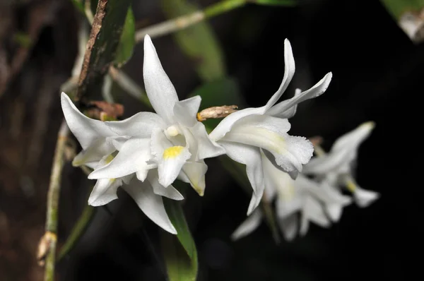 Nature Blanc Dendrobium Crumenatum Orchidée Pigeon Dans Jardin — Photo