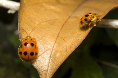 Kaplumbağa böceğinin makrosu turuncu açık hava renginde.