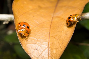 Kaplumbağa böceğinin makrosu turuncu açık hava renginde.
