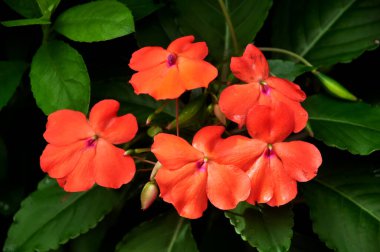 Kapalı pembe Impatiens Çiçek yeşil yaprakları arkaplan