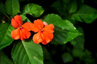 Kapalı pembe Impatiens Çiçek yeşil yaprakları arkaplan