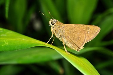Pelopidas mathias, Hesperiidae familyasından bir kelebek türü.
