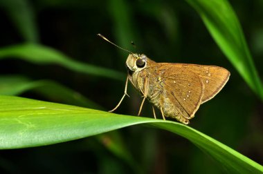 Pelopidas mathias, Hesperiidae familyasından bir kelebek türü.