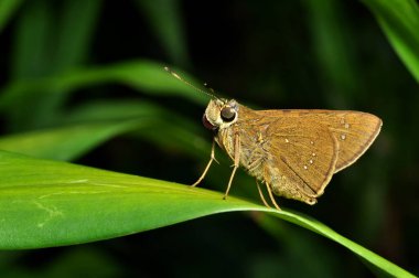 Pelopidas mathias, Hesperiidae familyasından bir kelebek türü.