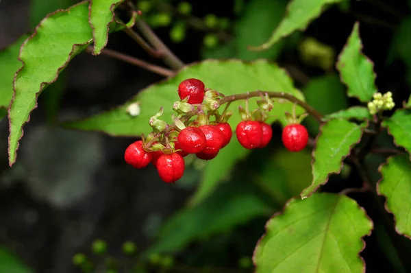 Rivina Humilis Est Une Espèce Amphibiens Famille Des Petiveriaceae — Photo