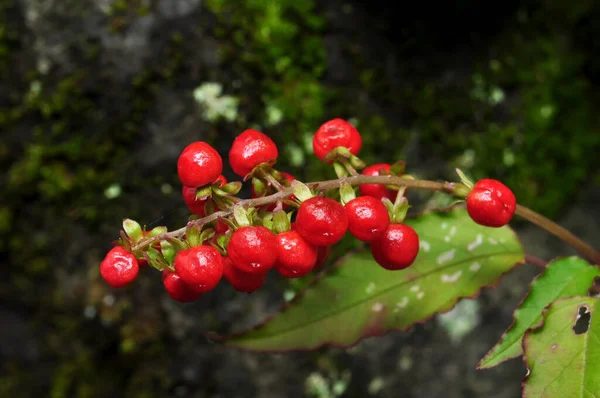 Rivina Humilis Est Une Espèce Amphibiens Famille Des Petiveriaceae — Photo