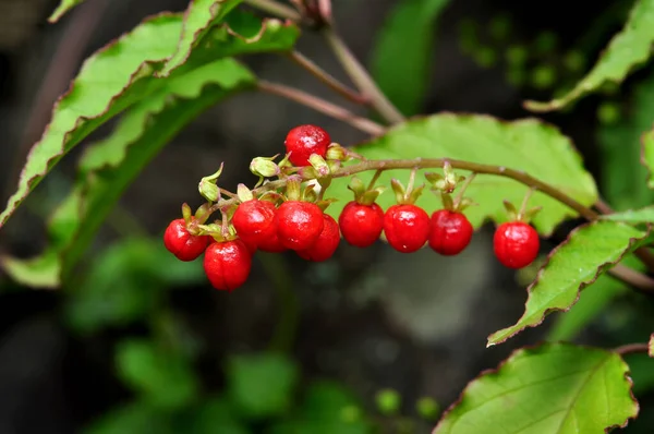 Rivina Humilis Bacca Sangue Una Specie Pianta Fiore Della Famiglia — Foto Stock