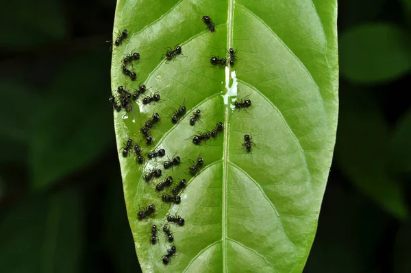 Nahaufnahme Einer Schwarzen Ameise Grünen Blättern — Stockfoto