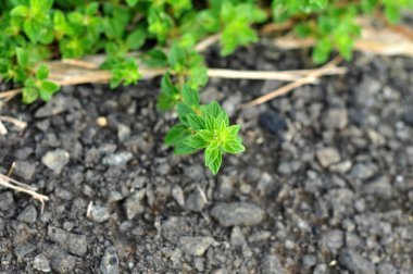 Yolun kenarında taze yeşil çimenler var.