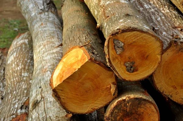 Yakacak odun olarak kullanılacak ağaç kesikleri yığını