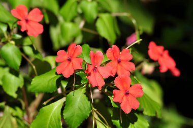 Kapalı pembe Impatiens Çiçek yeşil yaprakları arkaplan