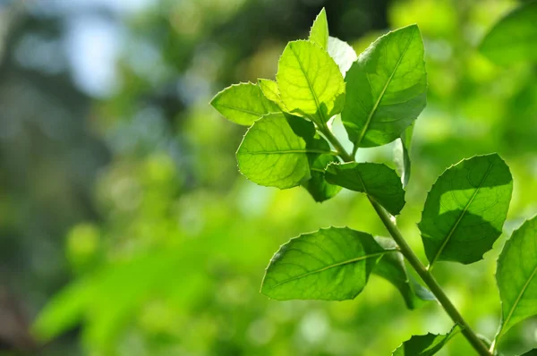 Baluntas Eller Pluchea Indica Arten Blomstrende Plante Påskefamilien Asteraceae - Stock-foto