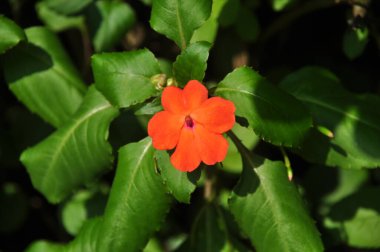 Kapalı pembe Impatiens Çiçek yeşil yaprakları arkaplan