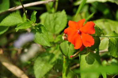 Kapalı pembe Impatiens Çiçek yeşil yaprakları arkaplan
