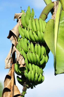 Ağaçta hala olgunlaşmamış yeşil muzlar var.
