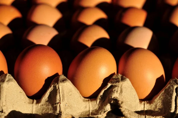 Свежие Яйца Подносе Утренний Солнечный Свет — стоковое фото