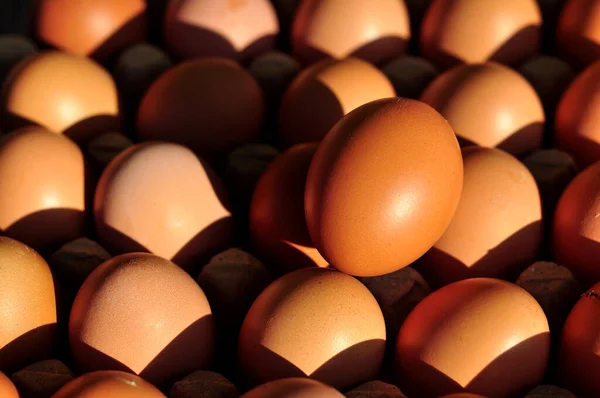 Свежие Яйца Подносе Утренний Солнечный Свет — стоковое фото