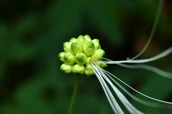 Flor Branca Sopro Calliandra Haematocephala Que Caiu Suas Flores — Fotografia de Stock