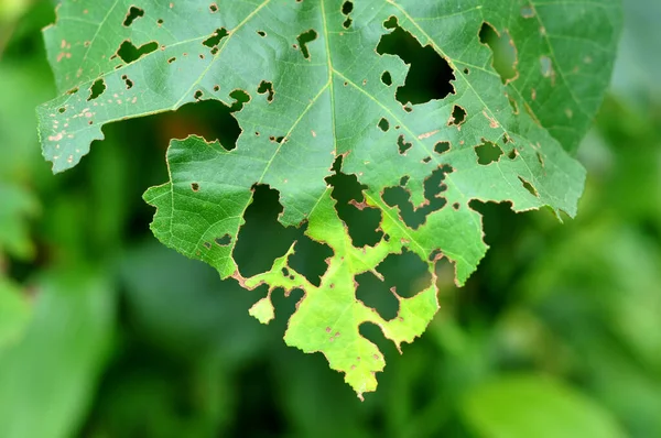 Blätter Mit Löchern Die Von Raupen Oder Insekten Gefressen Werden — Stockfoto