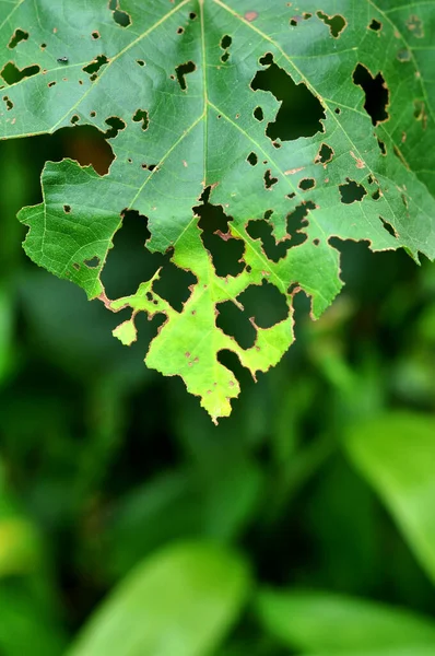Bladeren Met Gaten Opgegeten Door Rupsen Insecten Textuur Achtergrond — Stockfoto