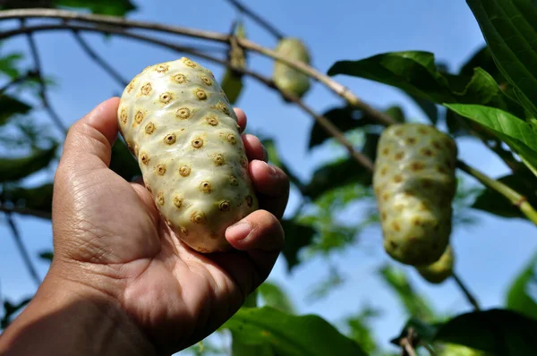 Morinda citrifolia ya da non-i fruit, Rubiaceae familyasından bir meyve ağacı.