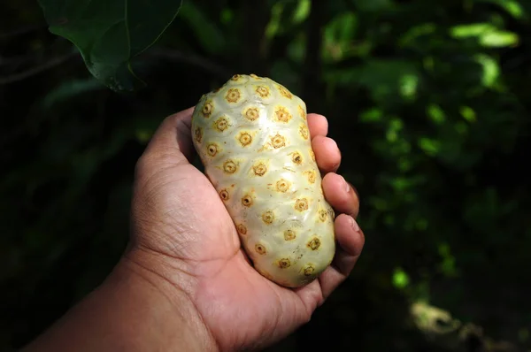Morinda Citrifolia Vagy Noni Gyümölcs Rubiaceae Kávécsaládba Tartozó Gyümölcsfa — Stock Fotó