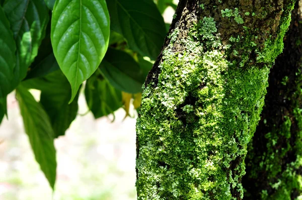 Κορμός Του Γέρικου Δέντρου Ylang Είναι Βρύα — Φωτογραφία Αρχείου