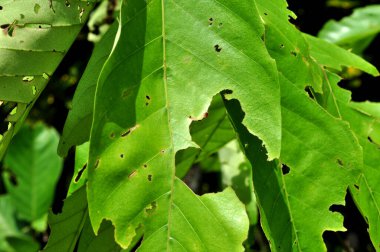 Tırtıllar tarafından yenmiş yeşil yaprakların dokusu.